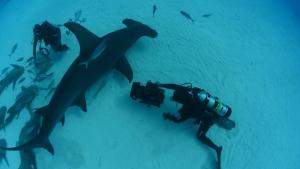 Hammerhead Highway photo