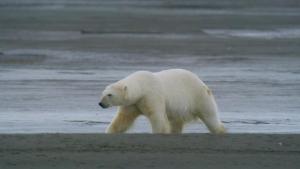 Kingdom Of The Polar Bear photo