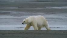 Kingdom Of The Polar Bear show