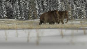 Secrets of the Giant Mammoths photo