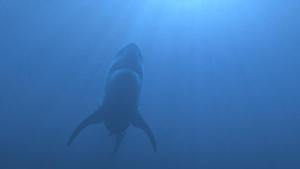 Secrets of the Killer Mega Shark photo