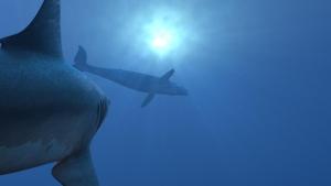 Secrets of the Killer Mega Shark photo