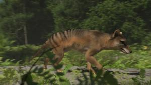 Secrets of the Tasmanian Tiger photo