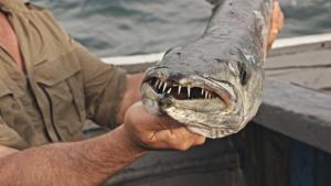 Barracuda Brawl photo