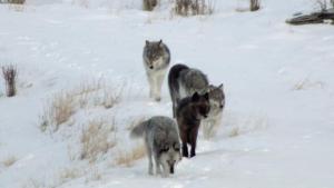 Yellowstone Wolves: Succession photo