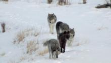 Yellowstone Wolves: Succession show