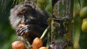 Nicobar Islands: A Monkey's Long Tale photo