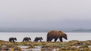 Katmai photo