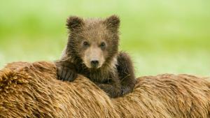 Katmai photo