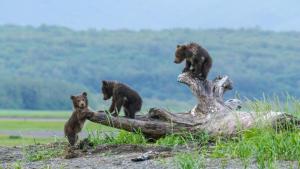 Katmai photo