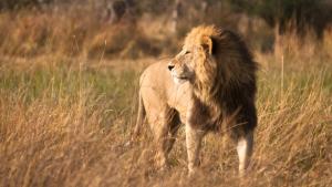 Lion V Buffalo photo