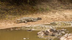 Croc V Hippo photo