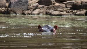 Croc V Hippo photo