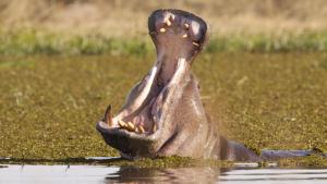 Croc V Hippo photo