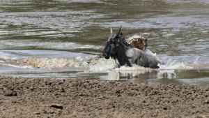 Croc V Hippo photo