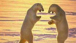 Paul Nicklen & Cristina Mittermeier: Win or Die photo