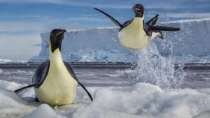 Paul Nicklen & Cristina Mittermeier: Win or Die photo