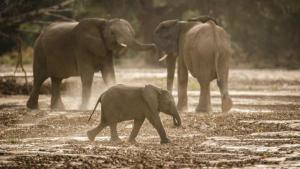 Secrets of the Elephants photo