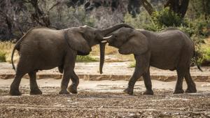 Secrets of the Elephants photo