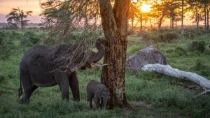 Secrets of the Elephants photo