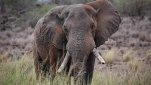 Secrets of the Elephants photo