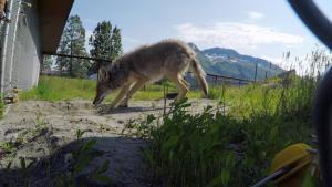 Dr. Oakley: Yukon Vet Compilations photo