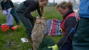 Dr. Oakley: Yukon Vet Compilations photo