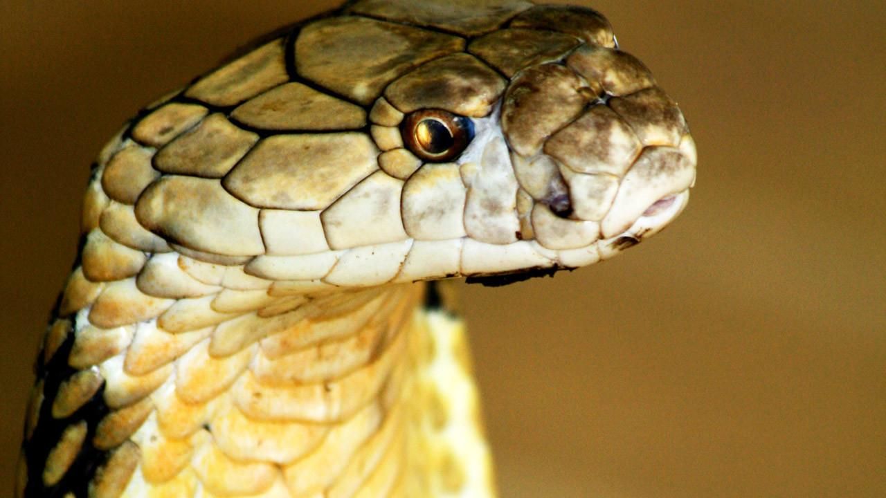 World's Deadliest Snakes - National Geographic Channel - Canada