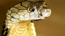 World's Deadliest Snakes show