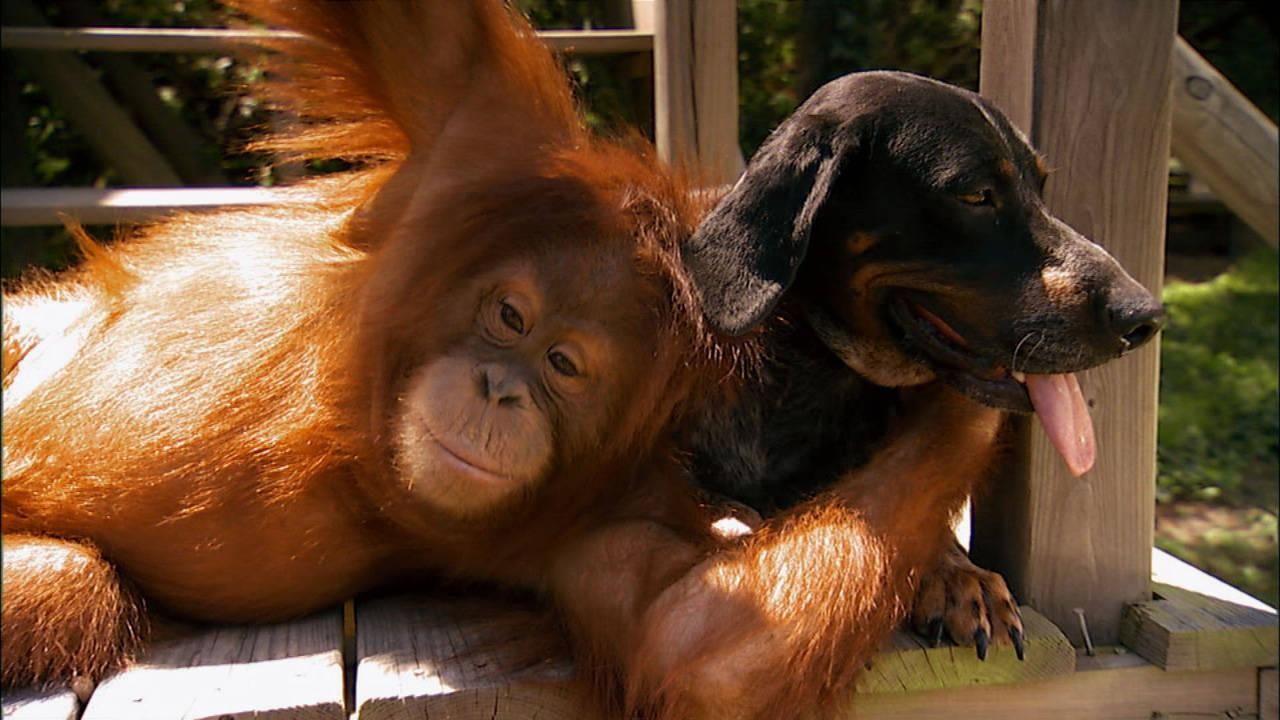 Unlikely Animal Friends - National Geographic Channel - Canada