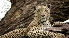 Leopard Queen show