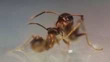 City Of Ants show