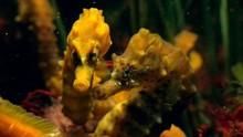 Seahorses: Wanted Dead Or Alive show