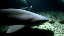 Sixgill Shark: Into The Abyss show