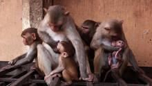 Monkey Thieves show