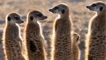 Clan of the Meerkats show