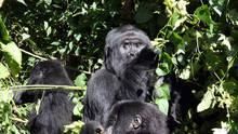 Gorilla Murders show
