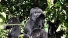 Gorilla Murders