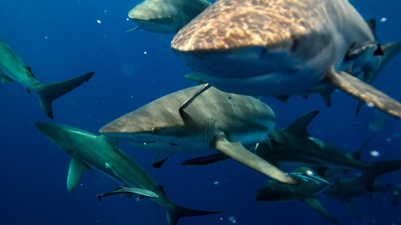 black rock shark attack