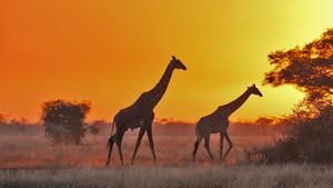 塞倫蓋蒂大草原 The Great Serengeti 節目