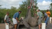 Wildlife Rescue Africa show