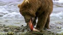 Salmon Wars show