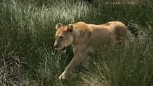 Big Cat Wars: Lion vs. Cheetah show