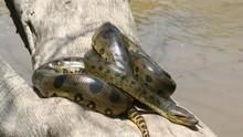 Anaconda: Queen Of The Serpents show