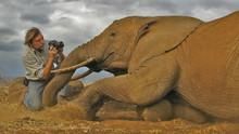 Serengeti show