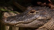 Swamp Men 3 show