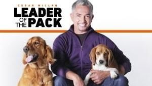 cesar millan's leader of the pack