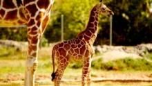 OMG, Cute! show