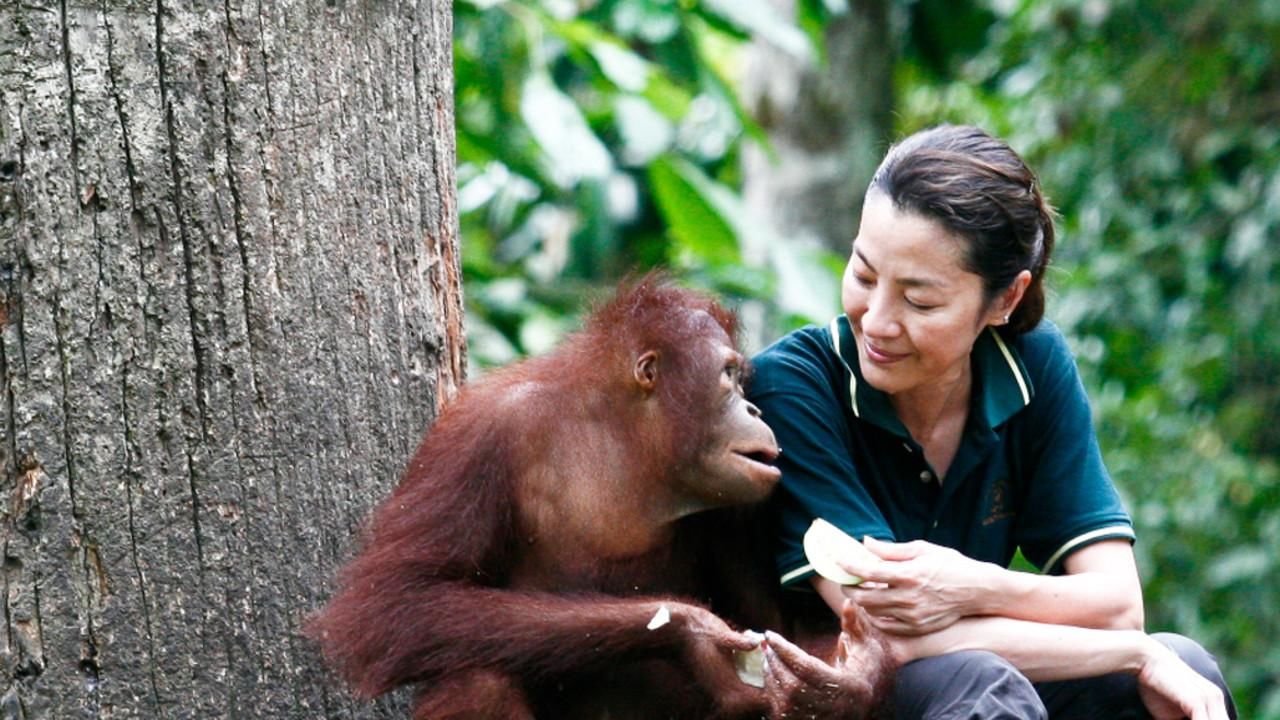 About Great Apes With Michelle Yeoh Show - National Geographic Channel -  Asia