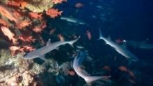 Panasonic Presents: The World Heritage Special - Shark Island show